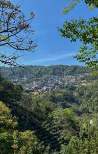 西雙版納南糯山，茶山十公里「慢搖」路線！