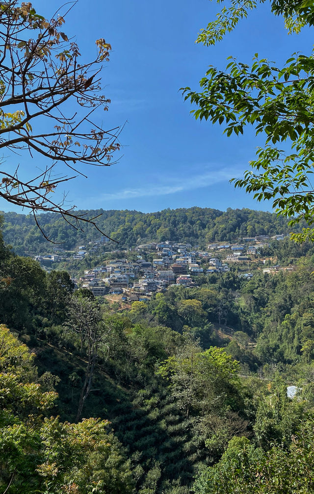 西雙版納南糯山，茶山十公里「慢搖」路線！