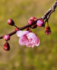 春天楊柳抽芽，鳥語花香，美在東湖