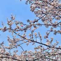 巨新‼️別去東湖櫻園人擠人了🌸這裡更好拍
