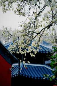 南京清涼山玉蘭