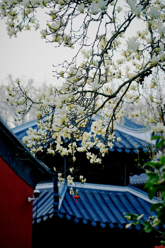 南京清涼山玉蘭 南京清涼山玉蘭
