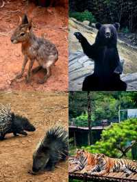 野生動物園邂逅生態精靈