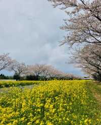 春天的濟州島，櫻花如雲，浪漫滿溢！