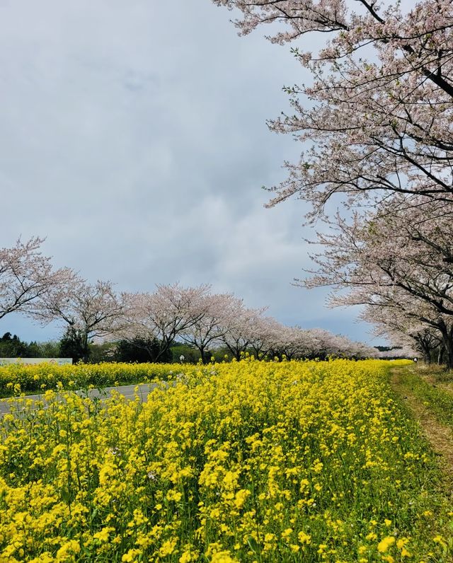 春天的濟州島，櫻花如雲，浪漫滿溢！