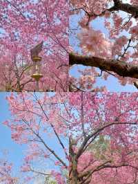 3月份櫻花季一定要去武漢看