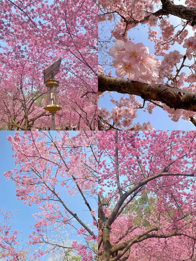 3月份櫻花季一定要去武漢看 3月份櫻花季一定要去武漢看