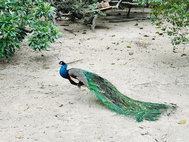 長隆飛鳥樂園，值得去一趟