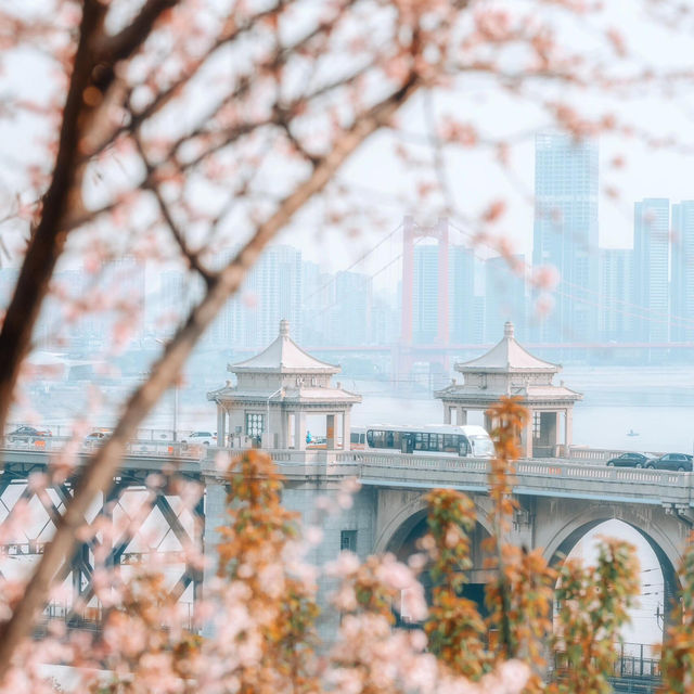 🌸去龜山風景區拍櫻花啦