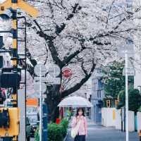 🌸追櫻地圖 | 日本的春天，是一萬次的春和景明