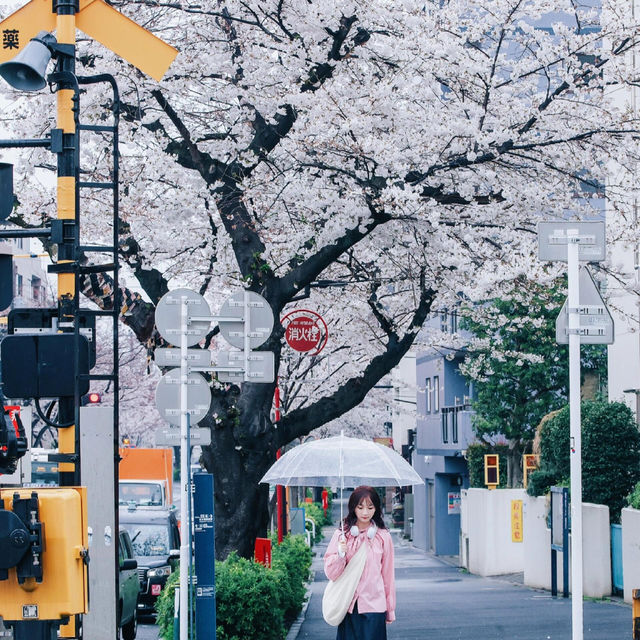 🌸追櫻地圖 | 日本的春天，是一萬次的春和景明