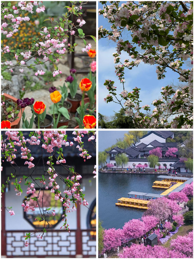 3月莫愁湖公園賞花攻略：邂逅金陵春日繁花