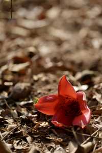木棉染紅雨林季，王下鄉筆下的「桃花源記」