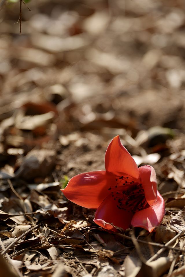 木棉染紅雨林季，王下鄉筆下的「桃花源記」