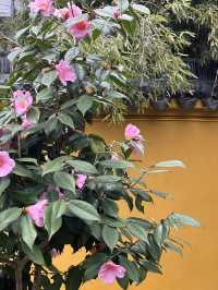 春日尋花漫步