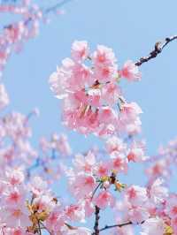 櫻之通信！靜安賞花正當時