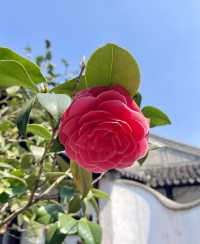 蘇州園林－愛琴之人的怡園