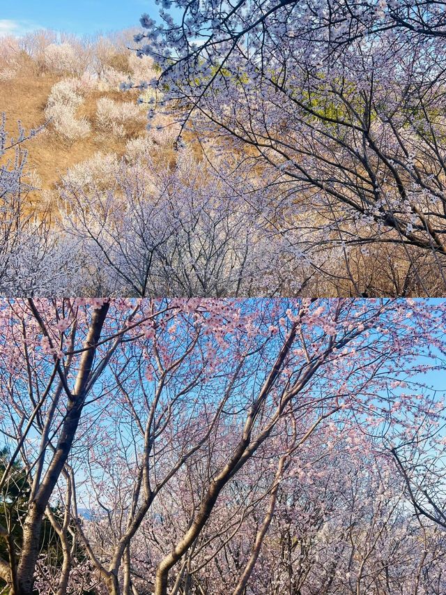 3.20實況｜北京這個絕美桃花山已盛開