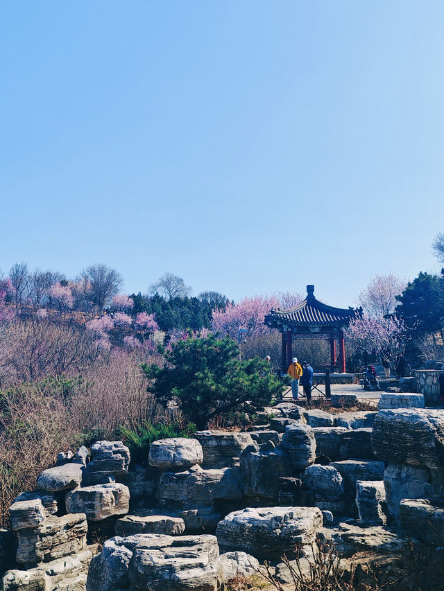 北京園博園6號園｜春天上春山｜園博園桃花谷