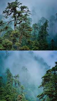 生命奇觀｜西藏墨脫原始森林||