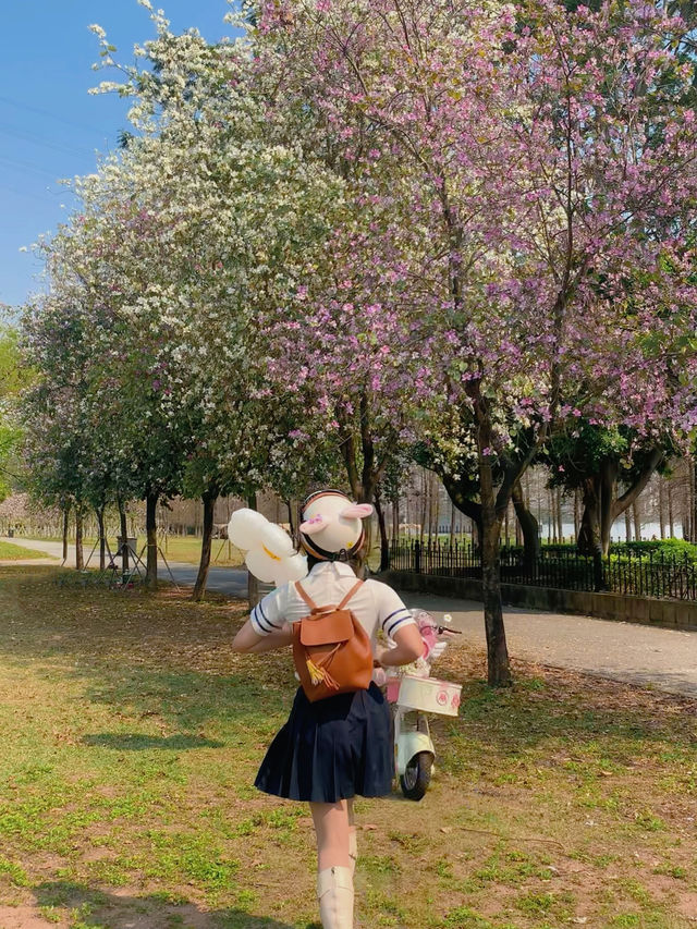 騎行郊遊賞花路線｜元闖進宮崎駿的春天