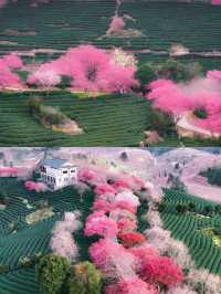 福建龍岩永福櫻花 | 夢幻仙境拍照攻略