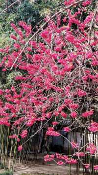 看櫻花怎能不去青龍寺啊