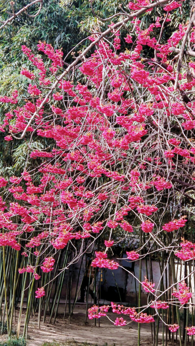 看櫻花怎能不去青龍寺啊