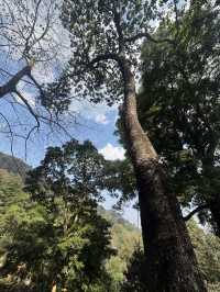 西雙版納徒步茶山住在雨林裏