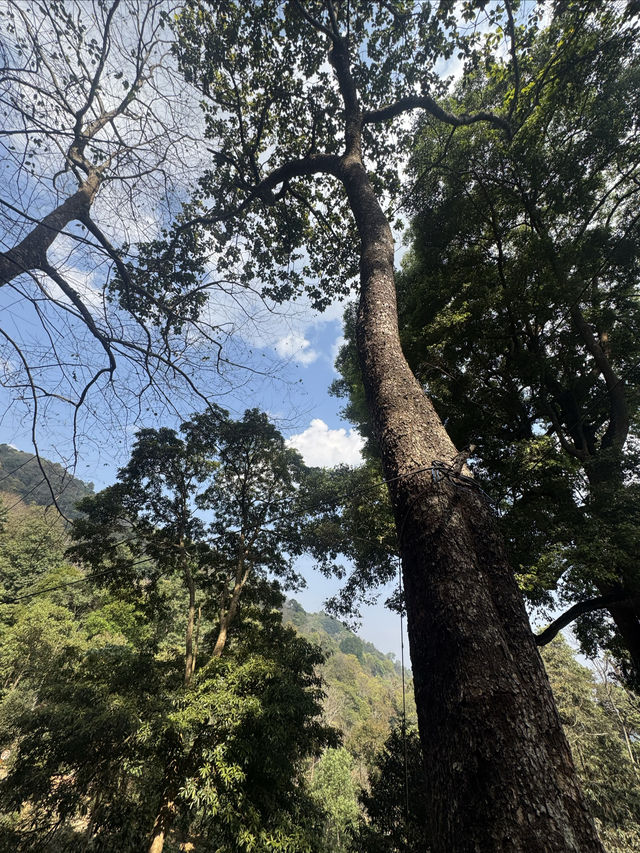西雙版納徒步茶山住在雨林裏