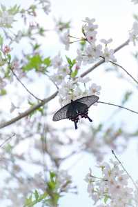 春光花事 栖山幽谷