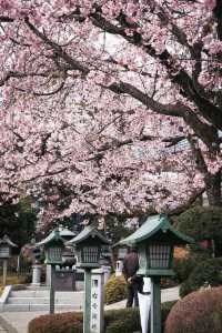 春分の日に花を楽しむ
