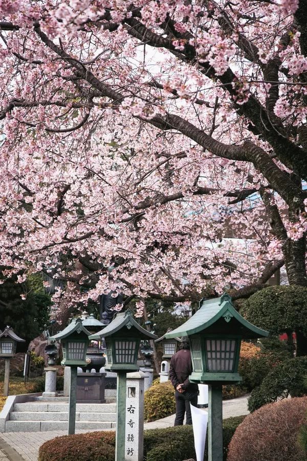 春分の日に花を楽しむ