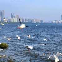 🌊【周末好去處】深圳灣公園觀鳥賞日落攻略 