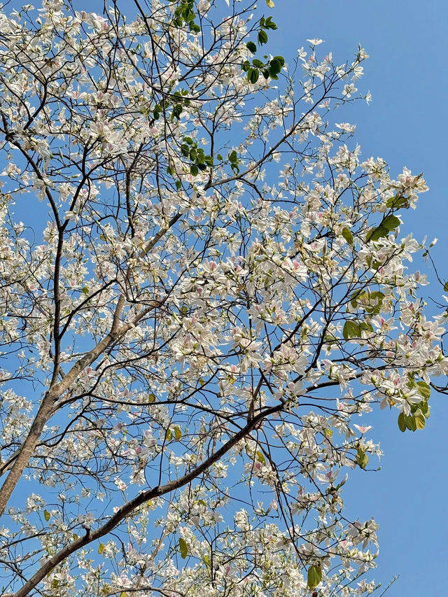 東湖公園梧桐綠道：都市綠色長廊