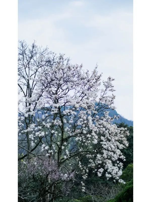 Exploring Hangzhou: A Serene Walk Through Maojiabu