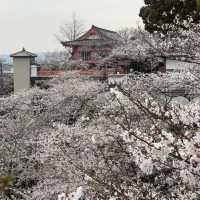 大阪出發紀三井寺 | 穿越千年的古寺之旅