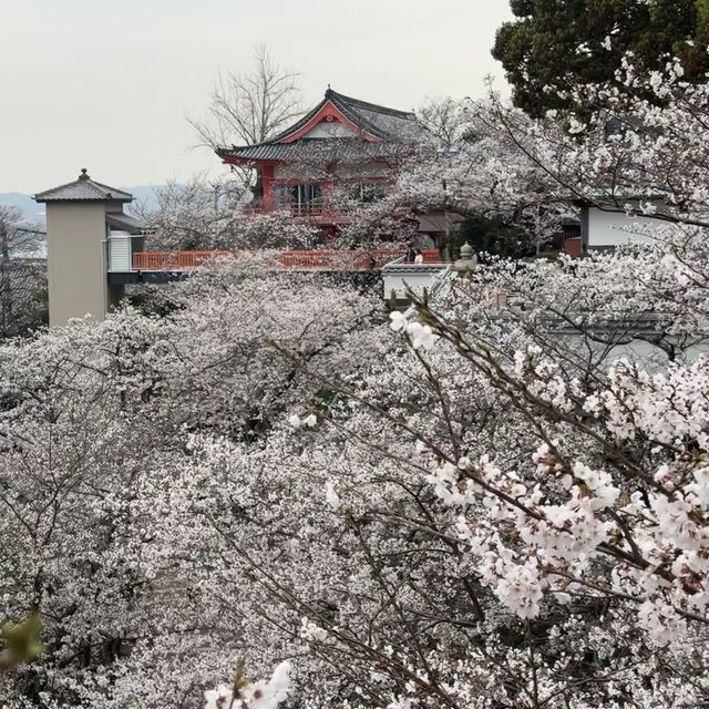 大阪出發紀三井寺 | 穿越千年的古寺之旅