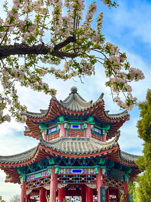 濟南四月頂流！大明湖海棠花開，美到犯規！