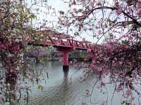 Shipai Park: Blooming as A Bomb of Colours in Dongguan