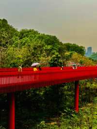深圳最美的虹橋公園！！