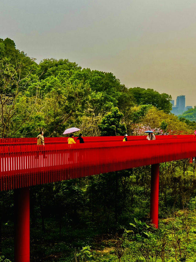 深圳最美的虹橋公園！！