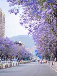 西昌2025藍花楹賞花攻略 紫色限定浪漫