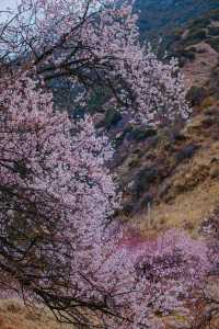 林芝桃花遊玩攻略，錯過又要等一年