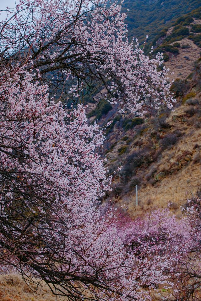 林芝桃花遊玩攻略，錯過又要等一年