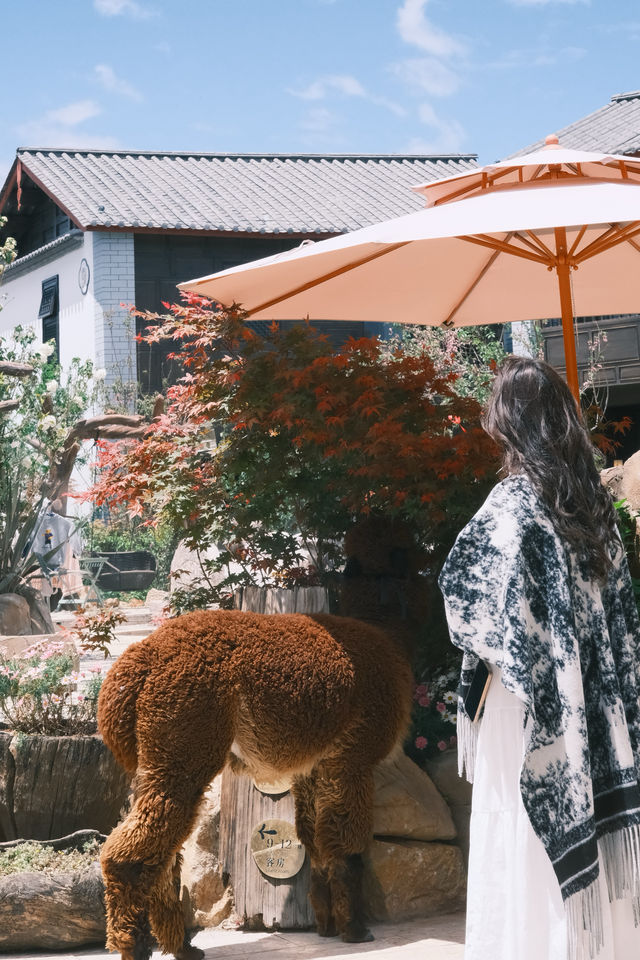 來麗江旅遊，挖到一家超棒的酒店——麗江柏樂朗酒店！