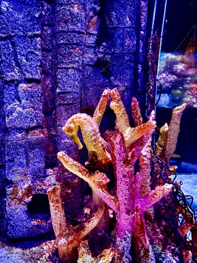 深海之境，暹羅幻夢：沉入水藍的靜謐