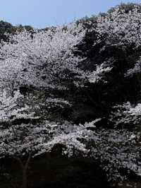 🌸福岡櫻花實拍 | 櫻井神社的春日驚喜🌸