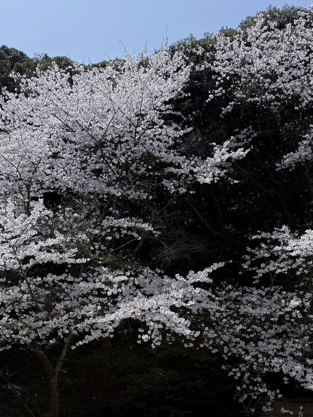 🌸福岡櫻花實拍 | 櫻井神社的春日驚喜🌸