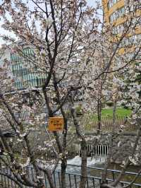 🌸札幌二條市場前公園的櫻花盛宴🌸